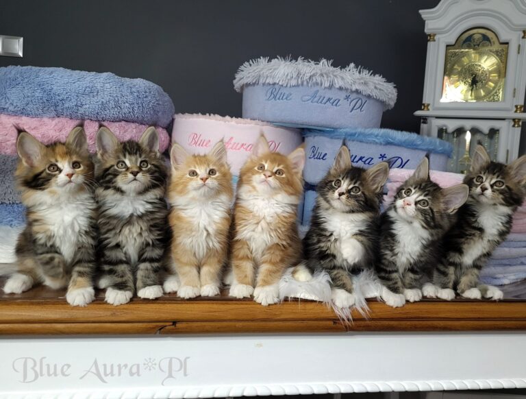 274663729 1078539332690445 7117651861782125084 n