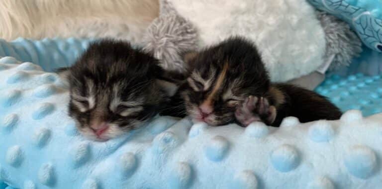 306763854 758691485312517 5581385503541905063 n