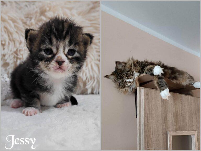 338663184 217624670951682 1493802319433853150 n