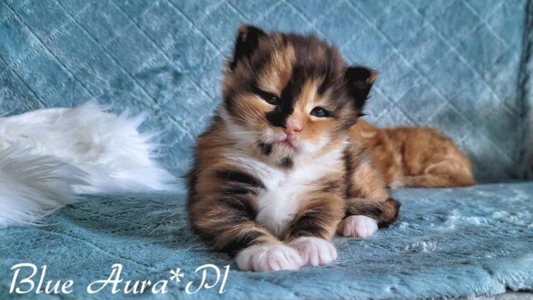 Zdjecie WhatsApp 2024 02 11 o 17.35.49 9acf2009