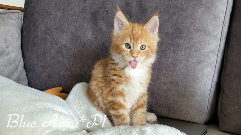 Zdjecie WhatsApp 2024 03 15 o 13.15.53 9be818f6