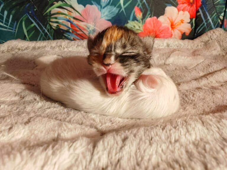 Zdjęcie WhatsApp 2024 12 17 o 01.56.50 12c01924