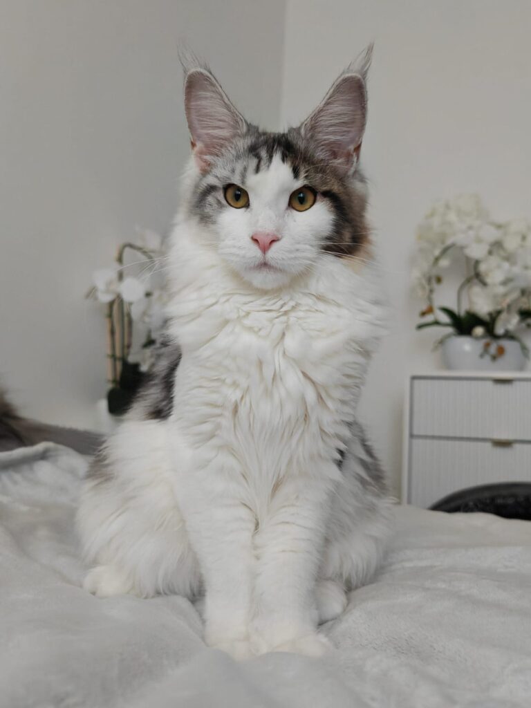 Zdjęcie WhatsApp 2024 12 28 o 16.51.44 916f713e