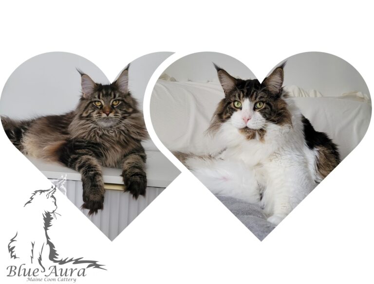 Zdjęcie WhatsApp 2025 01 30 o 22.06.33 d771fc70