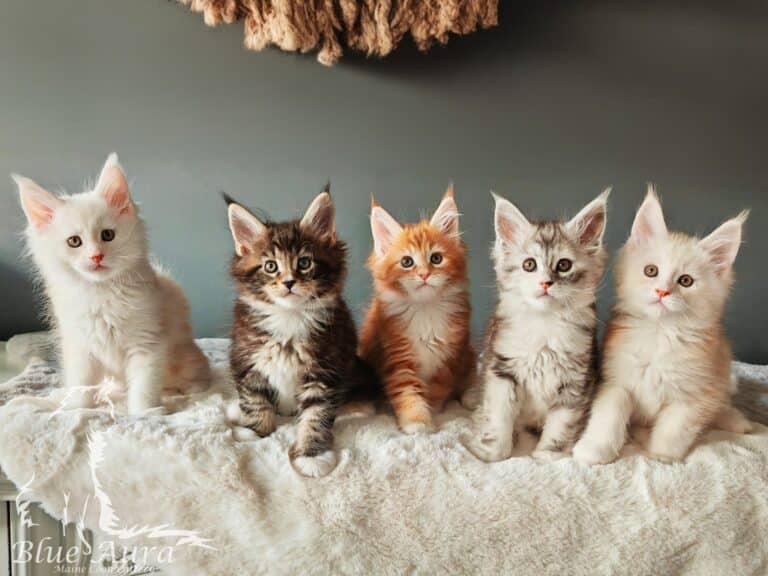 Zdjęcie WhatsApp 2025 02 11 o 16.26.19 bad4e357