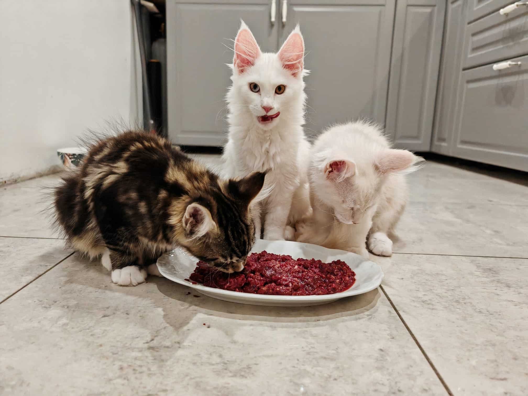 Składniki BARF dla kota – mięso, podroby, suplementy w diecie Blue Aura*PL