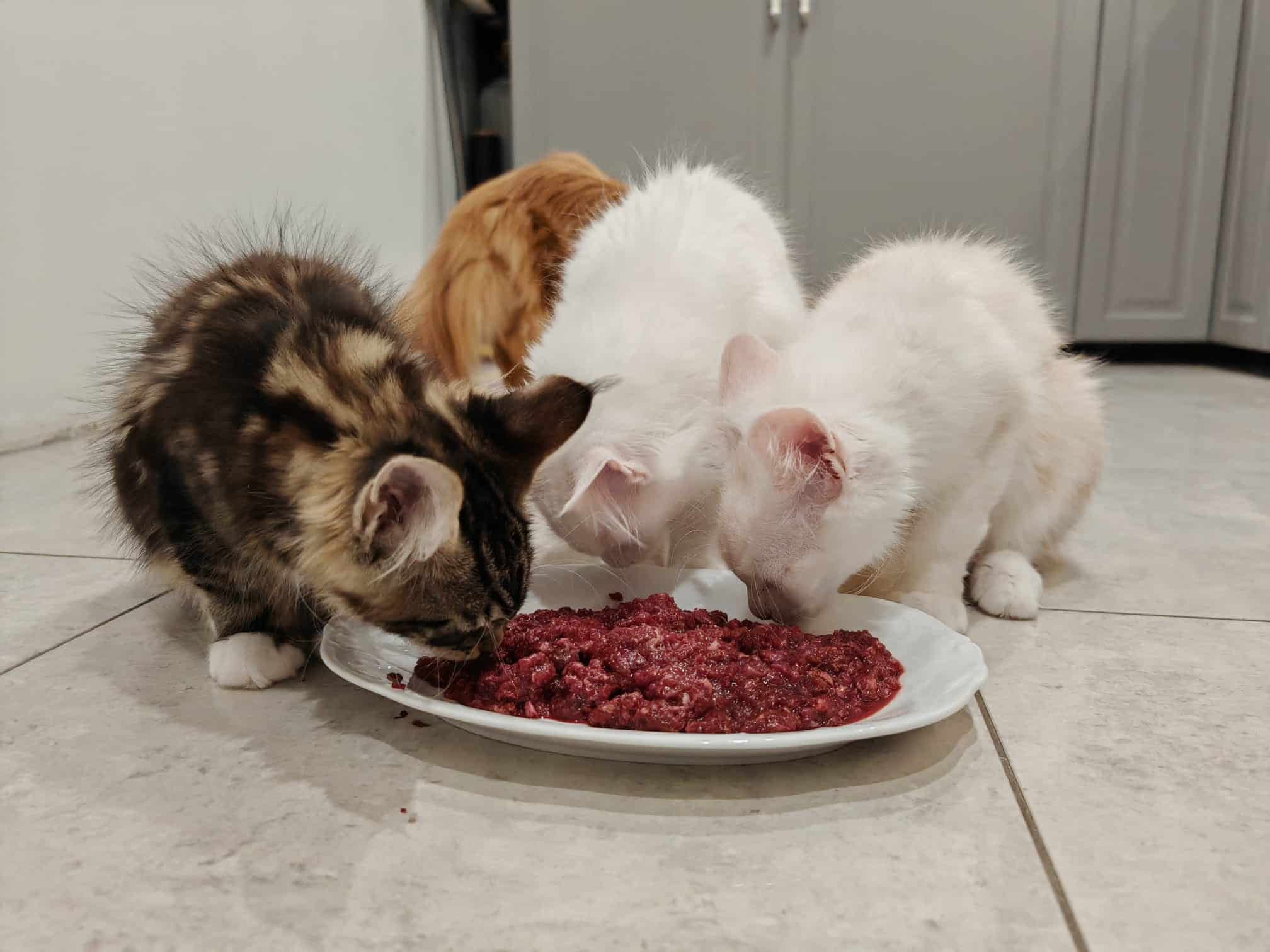 Kocięta Maine Coon Blue Aura*PL jedzące BARF dla kota