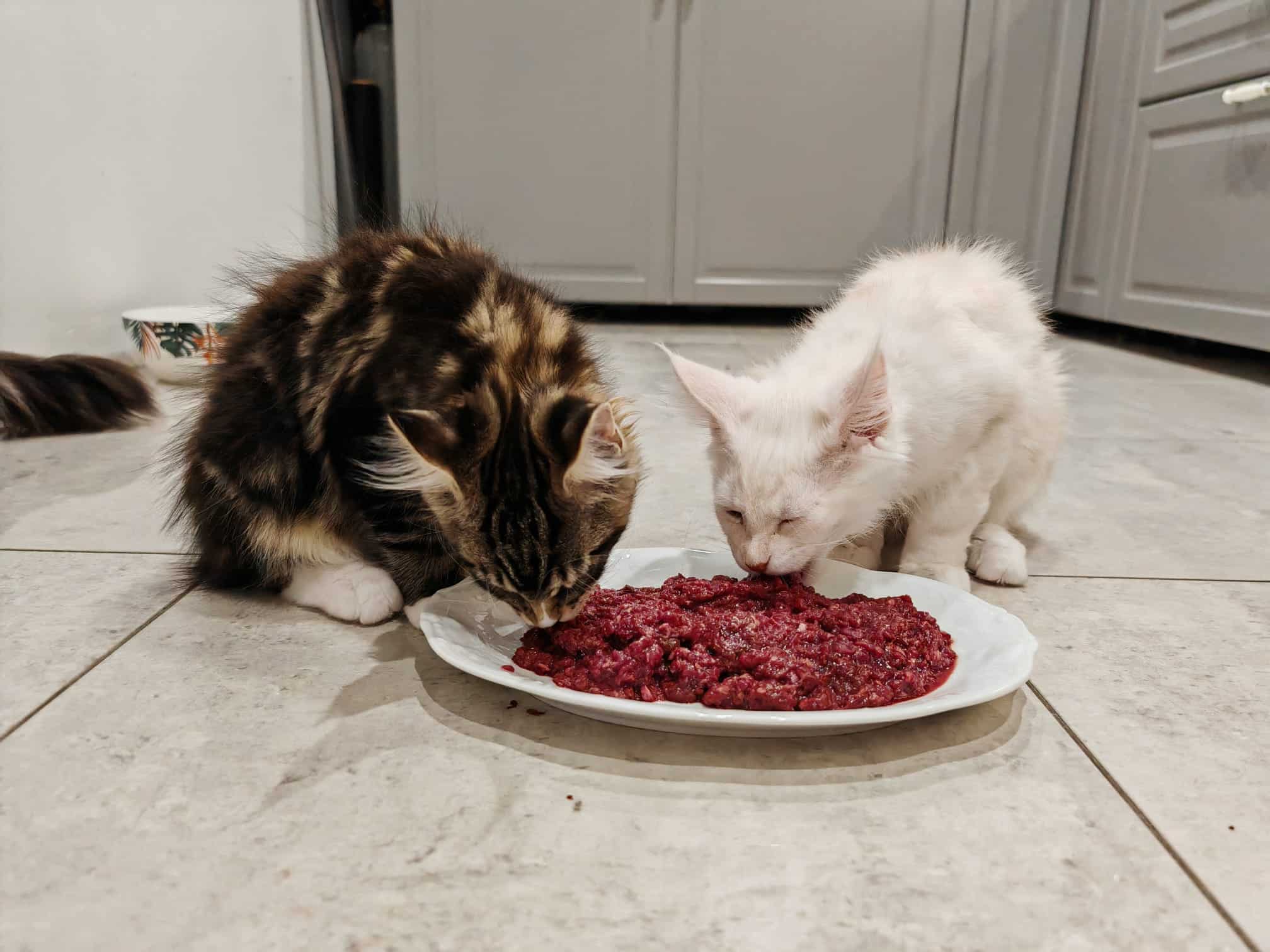 Blue Aura*PL – koty jedzące naturalną dietę BARF dla kota przygotowaną w domu