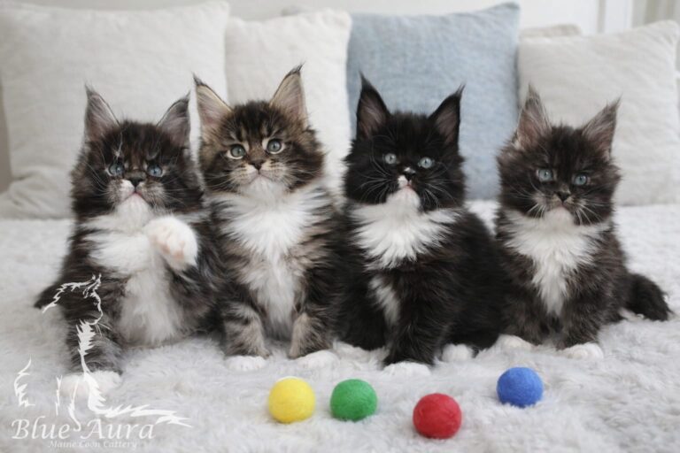 Jak wprowadzić kociaka do domu – poradnik adaptacyjny od hodowli Blue Aura*PL