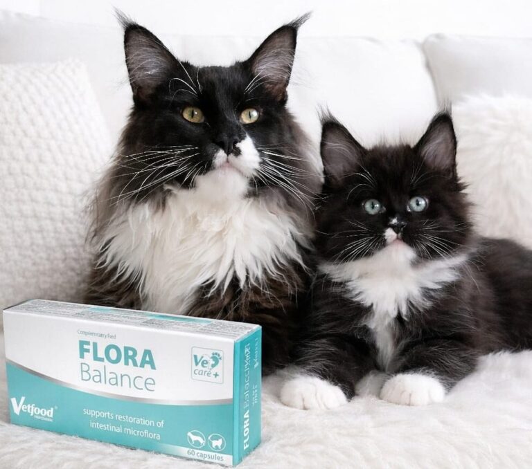Flora Balance VetFood – bezpieczne wsparcie mikroflory jelitowej kota.