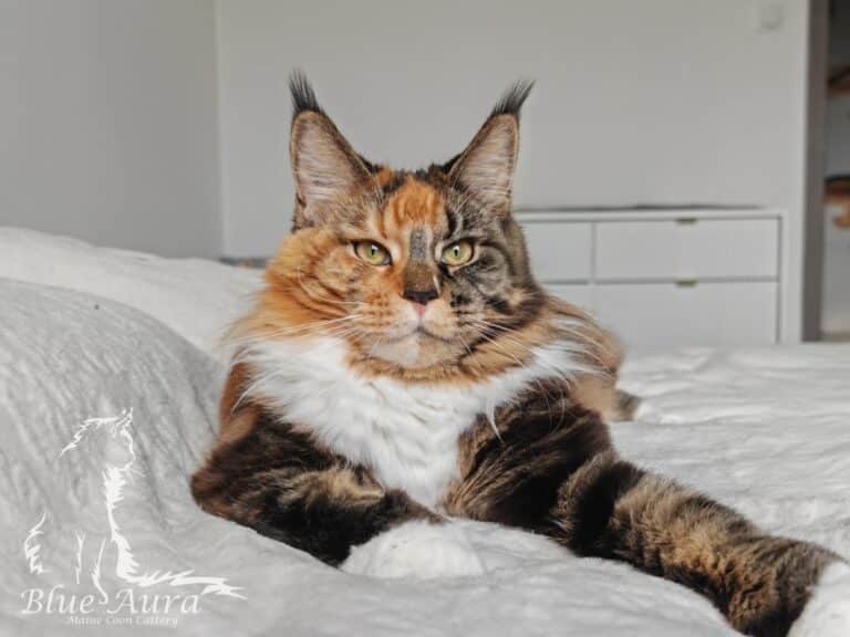 Zdjęcie WhatsApp 2025 10 12 o 203432 29793766