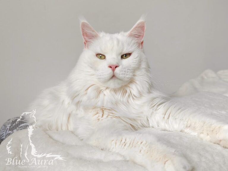 Zdjęcie WhatsApp 2025 10 12 o 203432 2b07c66d