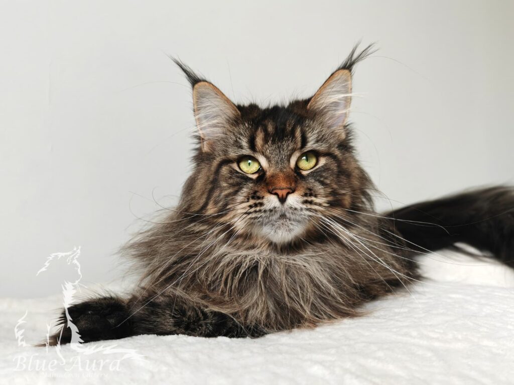 Zdjęcie WhatsApp 2025 10 12 o 203432 92c625c3