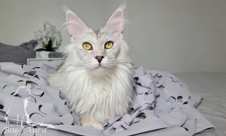 Zdjęcie WhatsApp 2025 10 12 o 203432 a72560ca