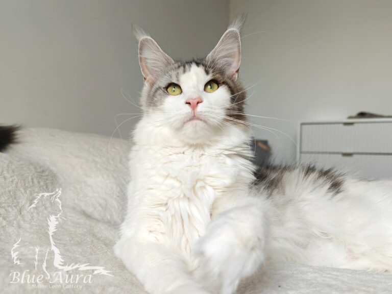 Zdjęcie WhatsApp 2025 10 12 o 203433 12e14f00