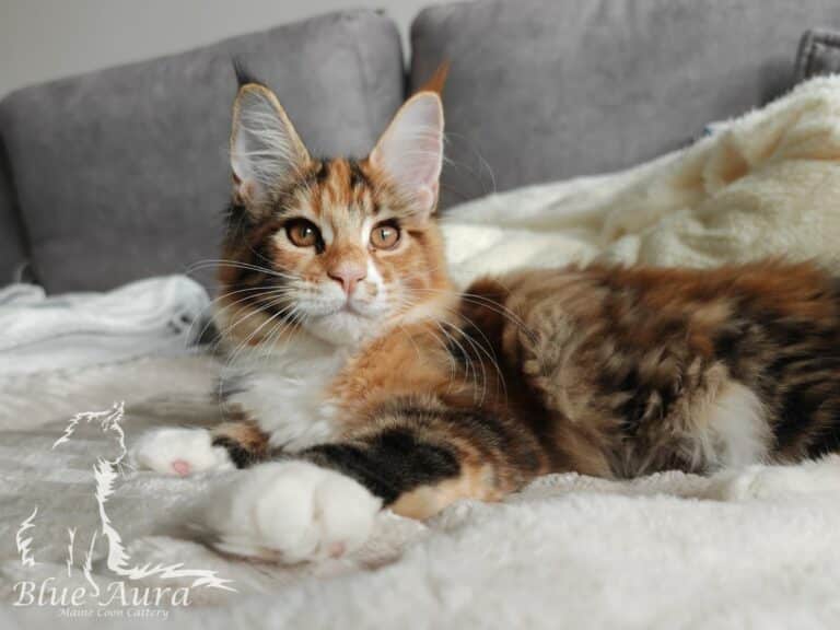 Zdjęcie WhatsApp 2025 10 12 o 203433 74ce7bb5