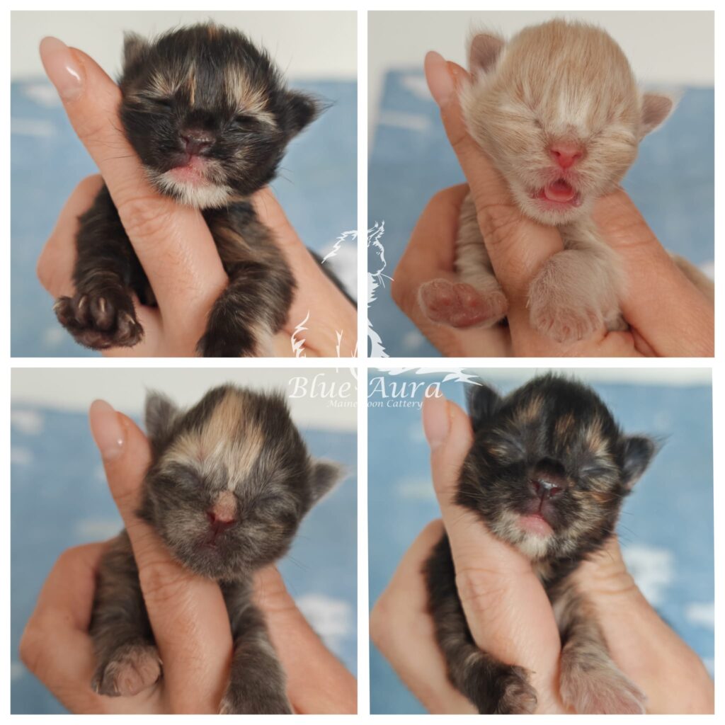 Zdjęcie WhatsApp 2025 10 21 o 142337 b7d98867