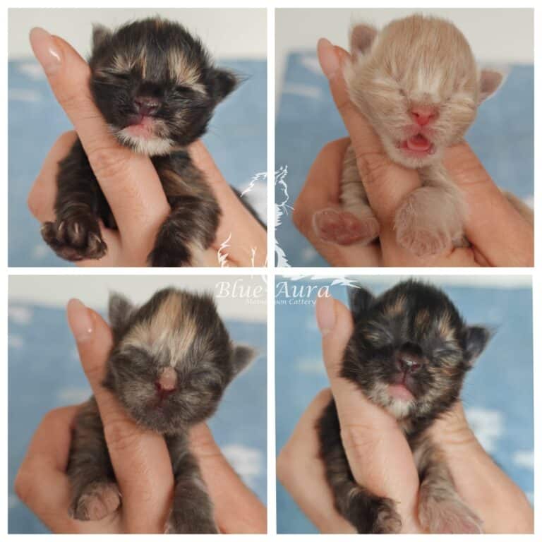 Zdjęcie WhatsApp 2025 10 21 o 142337 b7d98867