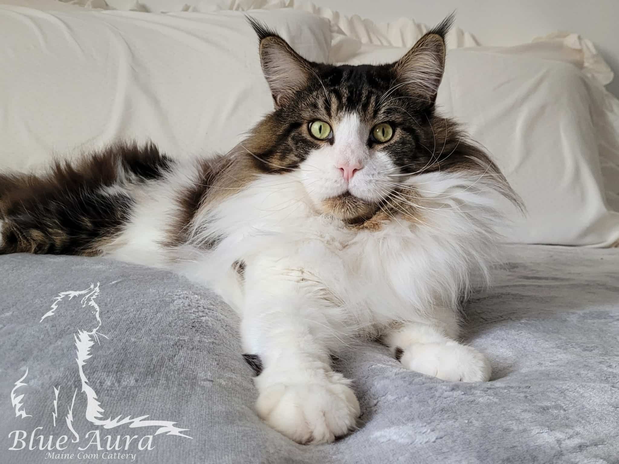 Zdjęcie WhatsApp 2025 10 28 o 202618 127f9b67