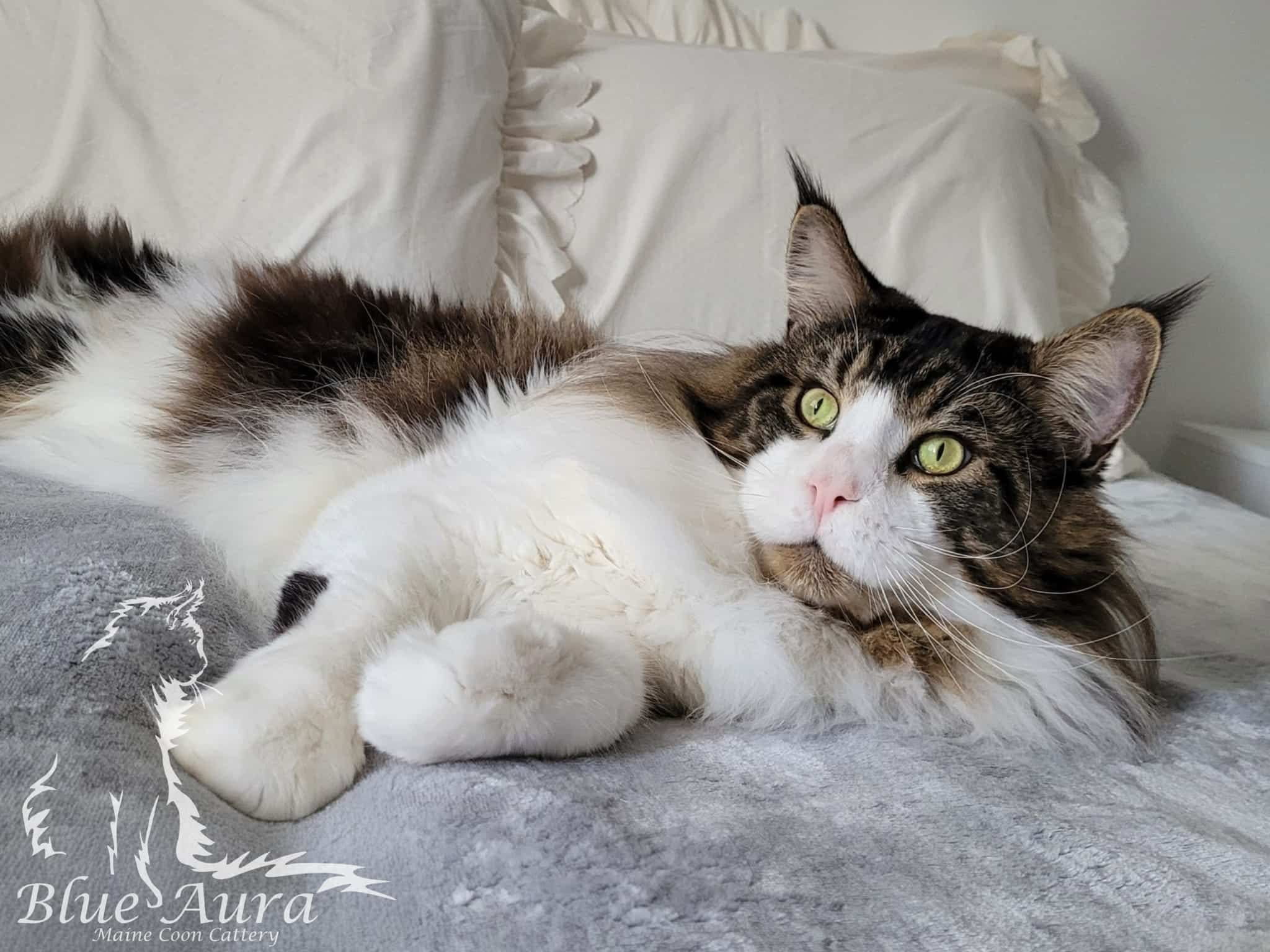 Zdjęcie WhatsApp 2025 10 28 o 202618 7646f73e