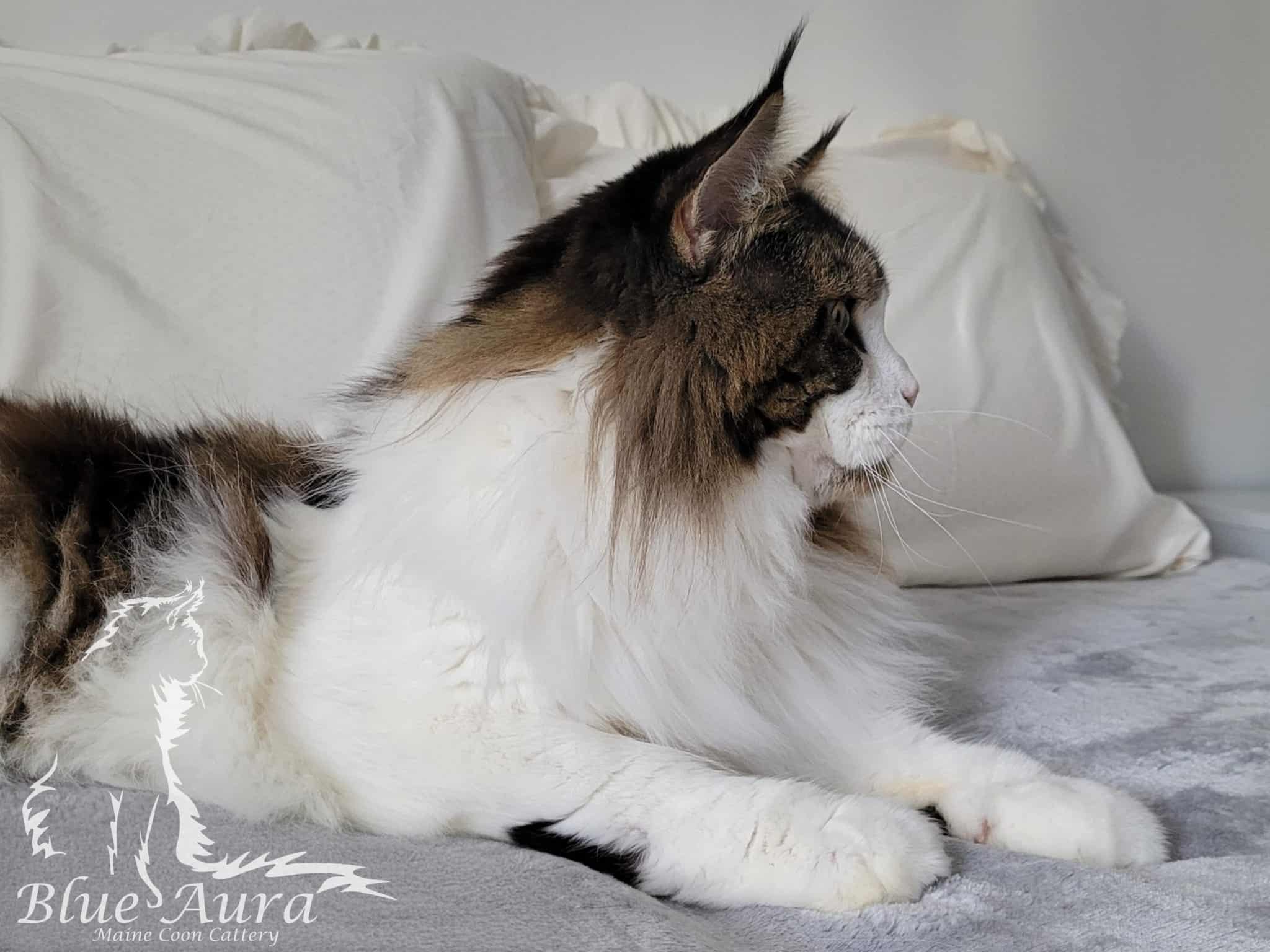 Zdjęcie WhatsApp 2025 10 28 o 202619 0003b923