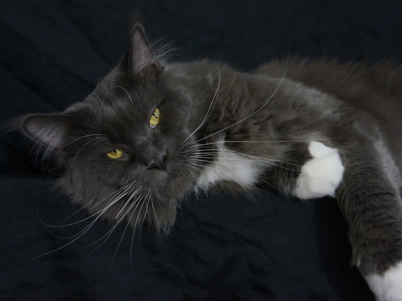 Zdjęcie WhatsApp 2025 10 28 o 202859 a2665c64