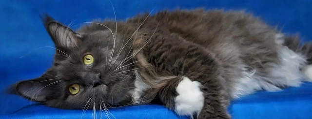 Hodowla Maine Coon Wrocław Blue Aura