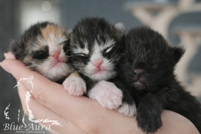 Kocięta Maine Coon Izjara, Istari i Izar z hodowli Blue Aura.