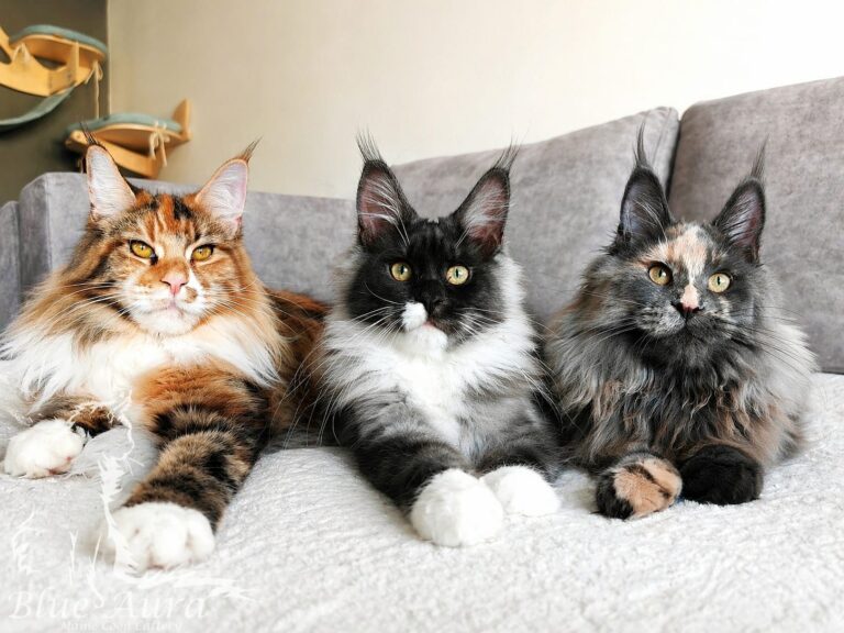 Kotki Maine Coon z hodowli Blue Aura - Dina (f 09 22), Gama (ns 09) i Fidżi (g).