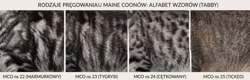 Maine Coon