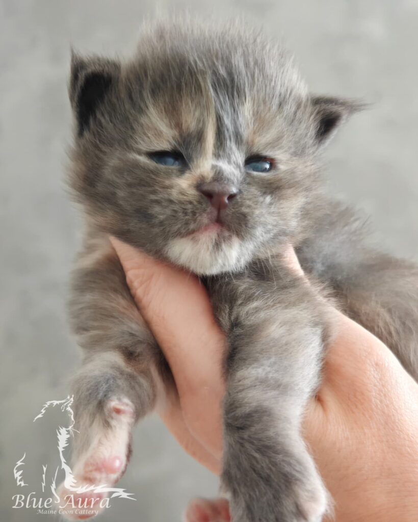 Kocięta 1 Jawi Blue Aura*PL – kocię Maine Coon, MCO g