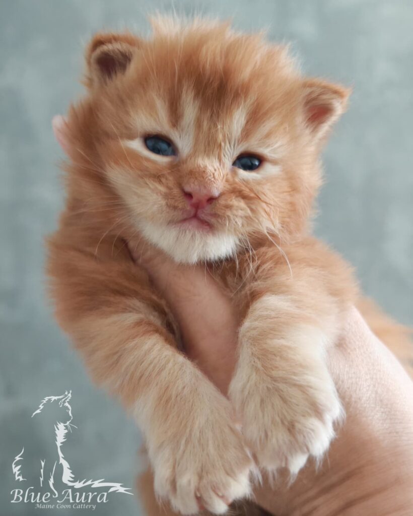 Kocięta 2 Jero Blue Aura*PL – kocię Maine Coon, MCO d